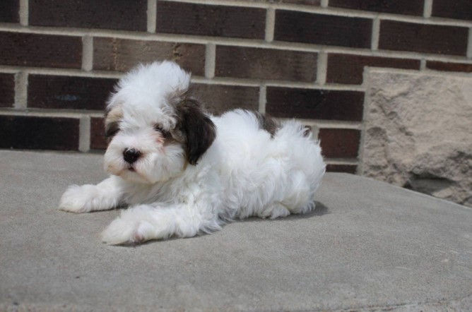 Miniatura: French poodle Mini Domino
