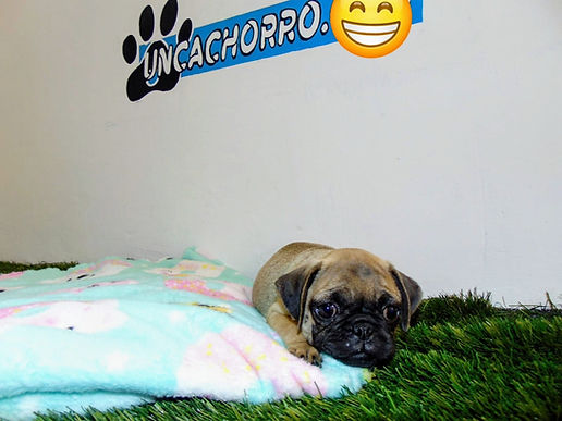 uncachorro shop venta de cachorros y perros  (5).jpeg