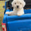 Miniatura: Un Cachorro de Bichon frise color blanco miniatura 2 meses y medio
