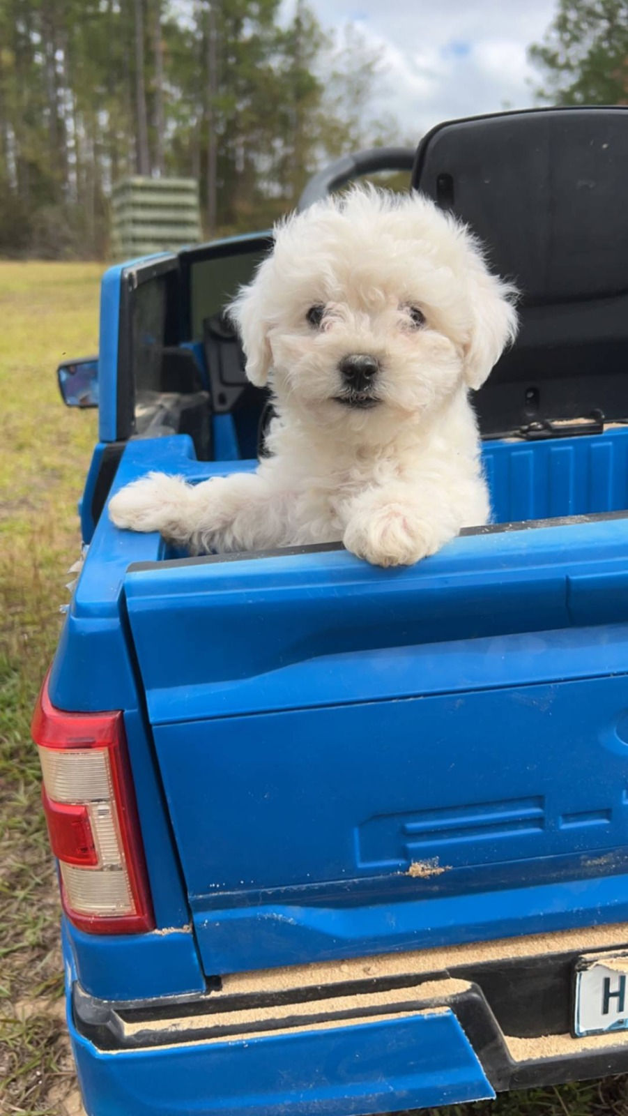 Miniatura: Bichon frise