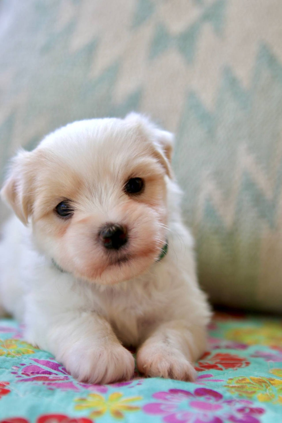 Thumbnail: Coton de tulear