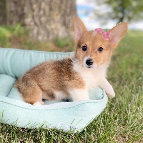 Thumbnail: Cachorros Corgi Pembroke Originales | Ropa, Juguetes y Entrega Nacional Incluido