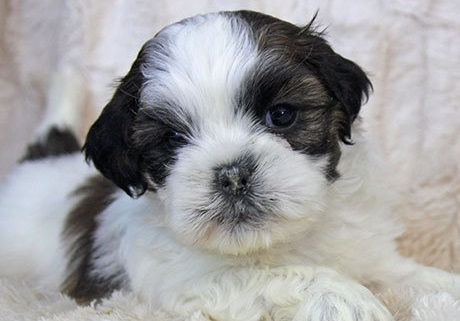Miniatura: Shih Tzu Miniatura con Garantía Total + Certificado Médico y Regalos