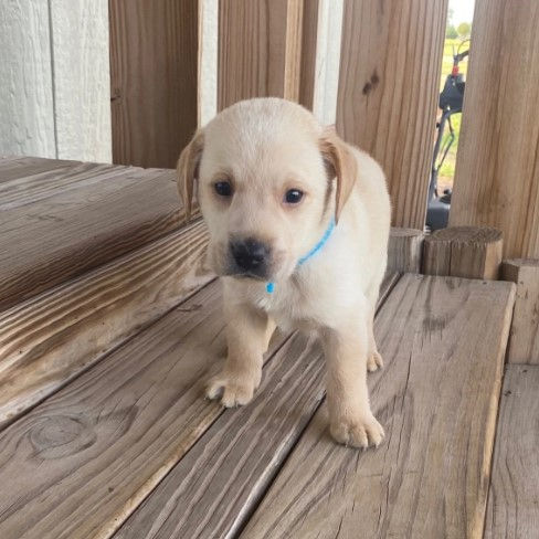 Miniatura: Labrador Blanco