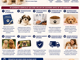 ¿Qué Debe Incluir un Cachorro Antes de Ser Entregado? La Guía Completa para Comprar con Tranquilidad