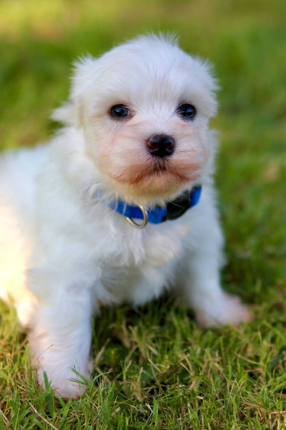 Miniatura: Coton de tulear