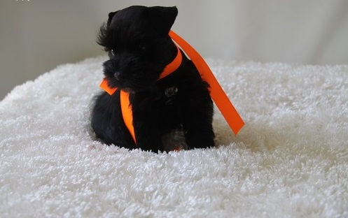 Miniatura: Schnauzer Miniatura Negro