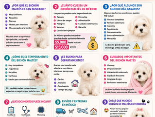 🐶 Venta de Cachorros Bichón Maltés en México: Precios, Cuidados y Cómo Elegir uno Correctamente