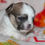 Miniatura: Chihuahua de Pelo Largo en Venta | Pequeño, Cariñoso y Muy Especial | Envío Grat