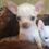 Miniatura: Chihuahua cabeza de manzana