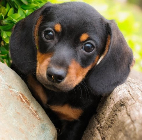 Miniatura: Venta de Perro Dachshund Mini Golondrino | Calidad Premium + Envío Nacional