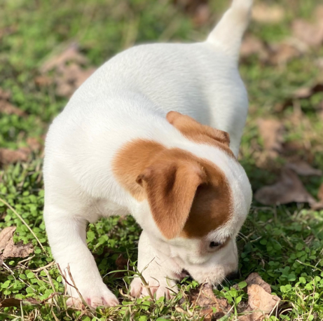 Miniatura: Jack Russell terrier