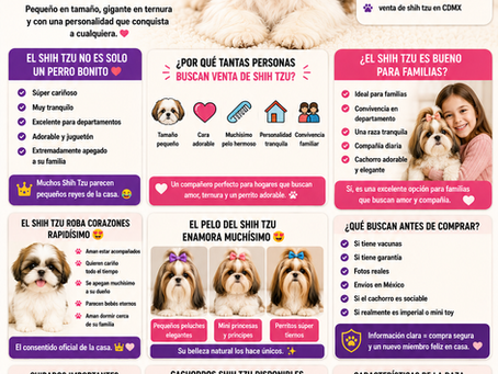 ¿Por qué el Shih Tzu sigue siendo uno de los perros pequeños más adorables y queridos del mundo? 🐶👑✨