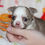 Miniatura: Chihuahua de Pelo Largo en Venta | Pequeño, Cariñoso y Muy Especial | Envío Grat