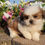 Miniatura: Lhasa Apso en Venta | Envío Gratis + Garantía y Certificado Médico Incluidos