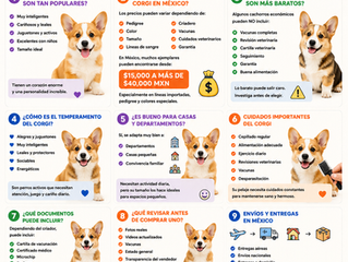 🐶 Venta de Cachorros Corgi en México: Precios, Cuidados y Cómo Elegir uno Correctamente
