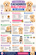 🐶 Venta de Cachorros Maltipoo en México: Precios, Cuidados y Cómo Elegir uno Correctamente