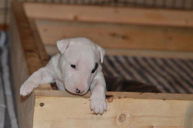 Miniatura: Bull Terrier Inglés Miniatura
