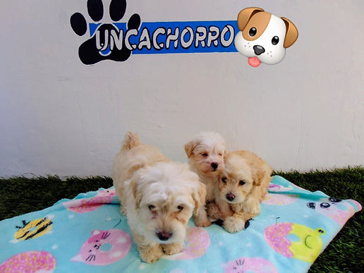 uncachorro shop venta de cachorros y perros  (1).jpeg