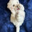 Miniatura: Un Cachorro de Bichon frise color blanco miniatura 2 meses y medio
