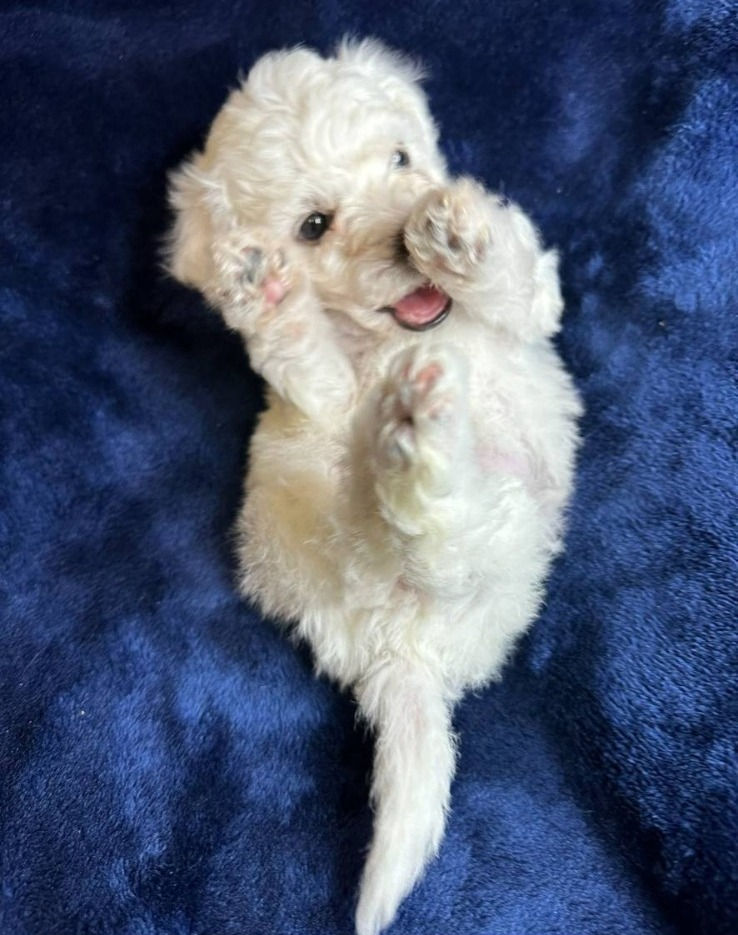 Miniatura: Bichon frise