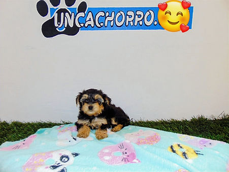 uncachorro shop venta de cachorros y per