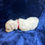 Miniatura: Un Cachorro de Bichon frise color blanco miniatura 2 meses y medio