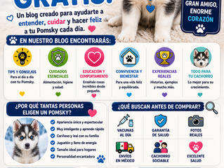 ¿Por qué el Pomsky se ha convertido en uno de los perros más deseados y sorprendentes del mundo? 🐶❄️❤️