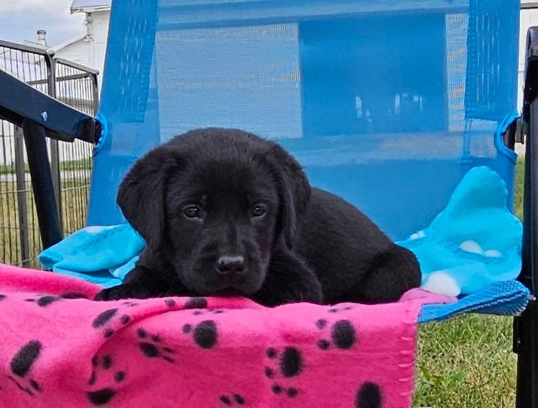 Miniatura: Labrador Negro en Venta | Inteligente, Fiel y Siempre Alegre | Envío Gratis