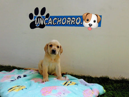 uncachorro shop venta de cachorros y perros (4).jpeg