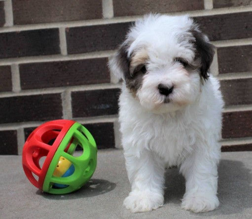 Miniatura: French poodle Mini Domino