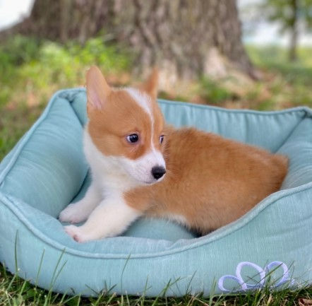 Thumbnail: Cachorros Corgi Pembroke Originales | Ropa, Juguetes y Entrega Nacional Incluido