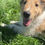 Miniatura: Rough Collie en Venta | Elegante, Fiel y Súper Familiar | Envío Gratis + Garantí