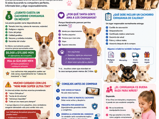 Venta de Cachorros Chihuahua en México: Lo Que Debes Saber Antes de Elegir Uno