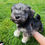 Miniatura: Schnauzer Sal y Pimienta Miniatura en Venta | Inteligente, Guardián y Muy Fiel