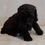 Miniatura: French Poodle Miniatura Negro en Venta | Elegancia, Inteligencia y Amor + Envío