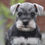 Miniatura: Schnauzer Black and Silver en Venta | Elegante, Leal y Protector | Envío Gratis