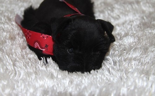 Miniatura: Schnauzer Miniatura Negro