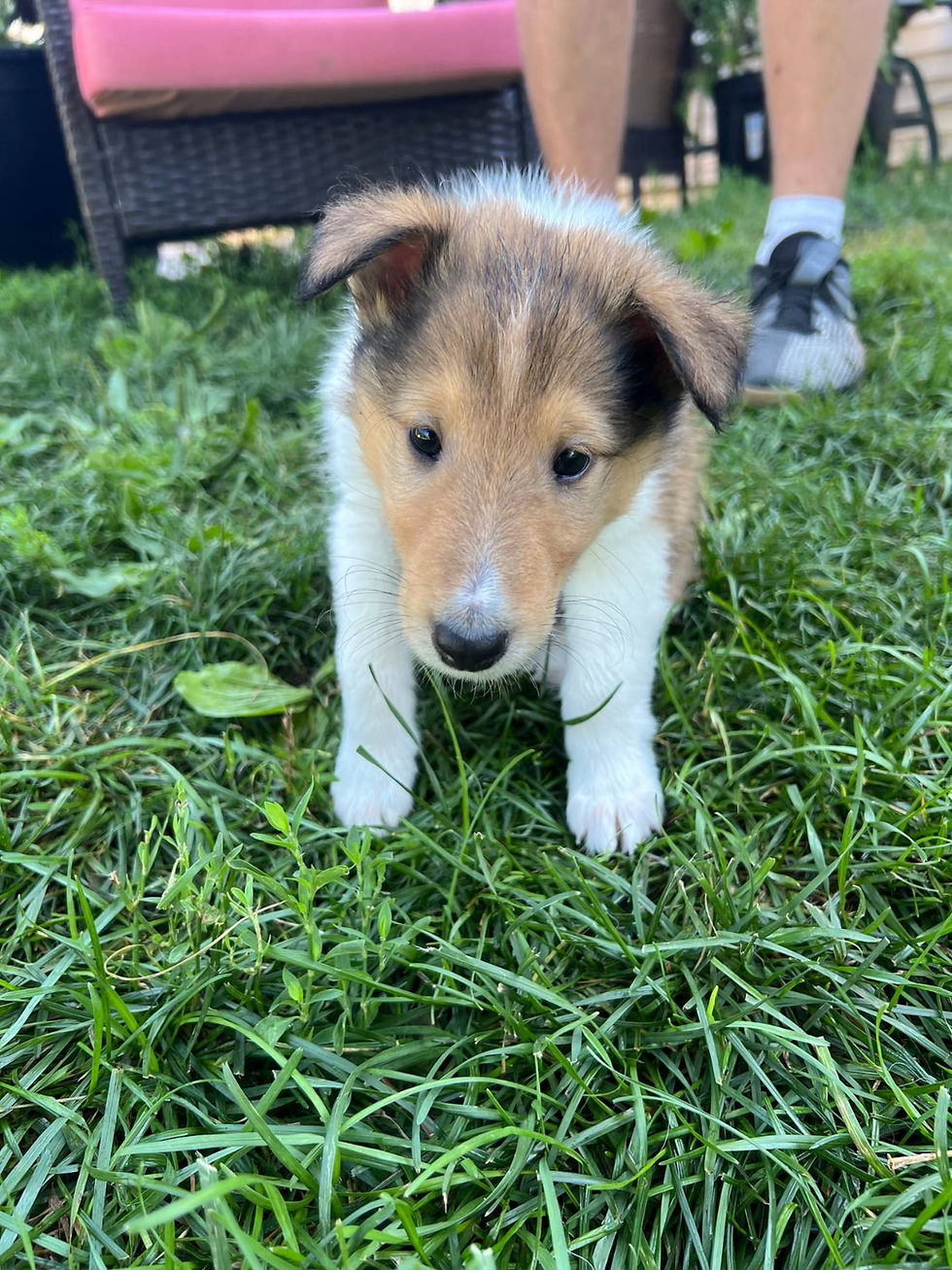 Miniatura: Rough Collie