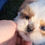 Miniatura: Lhasa Apso en Venta | Envío Gratis + Garantía y Certificado Médico Incluidos
