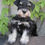 Miniatura: Schnauzer Black and Silver en Venta | Elegante, Leal y Protector | Envío Gratis