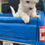 Miniatura: Un Cachorro de Bichon frise color blanco miniatura 2 meses y medio