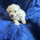 Miniatura: Un Cachorro de Bichon frise color blanco miniatura 2 meses y medio