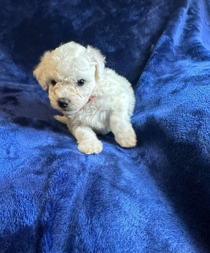 Miniatura: Bichon frise
