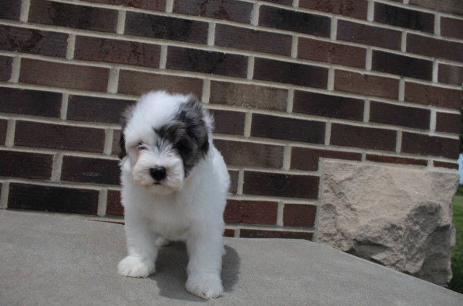Miniatura: French poodle Mini Domino