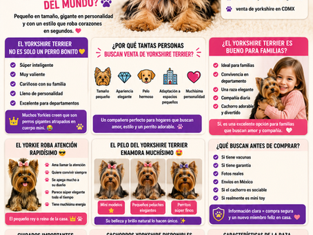 ¿Por qué el Yorkshire Terrier sigue siendo uno de los perros pequeños más elegantes y famosos del mundo? 🐶✨