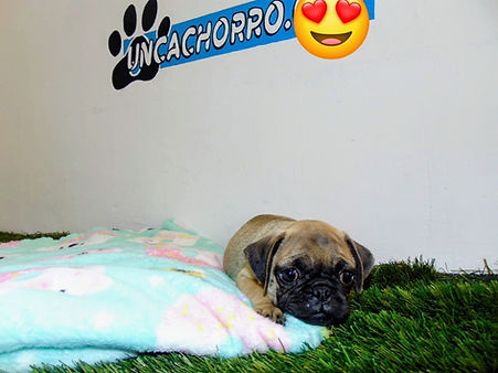 uncachorro shop venta de cachorros y perros (6).jpeg