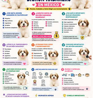 🐶 Venta de Cachorros Bichón Habanero en México: Precios, Cuidados y Cómo Elegir uno Correctamente