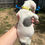 Miniatura: Pitbull Blue en Venta | Fuerte, Noble y Muy Leal | Envío Gratis + Garantía