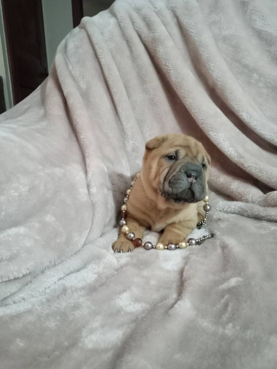 Miniatura: Shar Pei